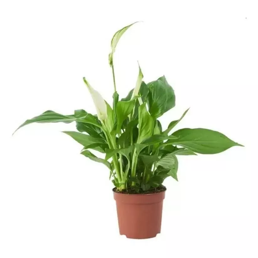 Спатифиллум Шопен d9 h30 