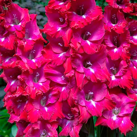 Луковица НВМ Гладиолус Сан Сиро 12/14 7шт 