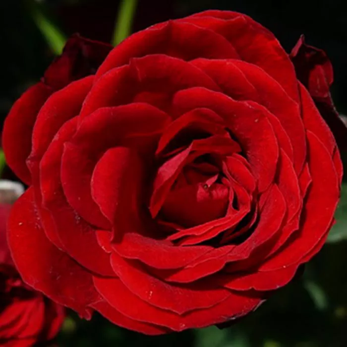 Роза миниатюрная Скарлет хит v5 Tim 