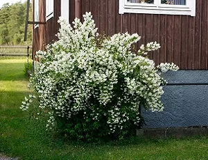 Любимые ароматы в саду. Чубушник