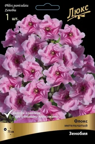 Кореневище Флокс метельчатый Зенобия 1шт Поиск 