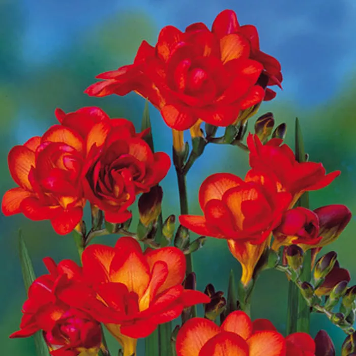 Луковица НВМ Фрезия Дабл Оранж 5/+ 10шт/уп 