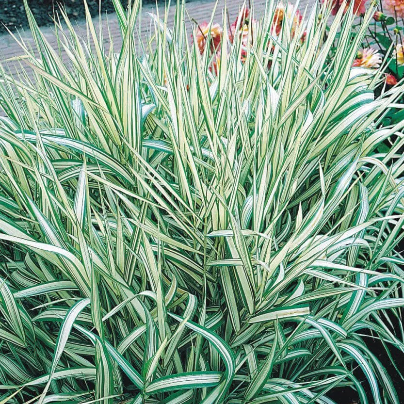 Бухарник v3 Push 