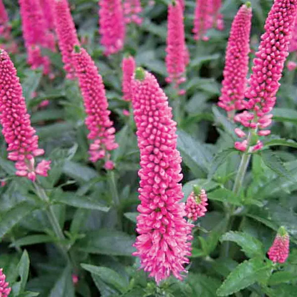 Корневище Вероника Пинк, 1шт/уп 