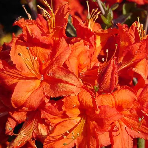 Азалия гибридная Фейерверк Р9 