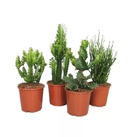 Эуфорбия микс d5,5 