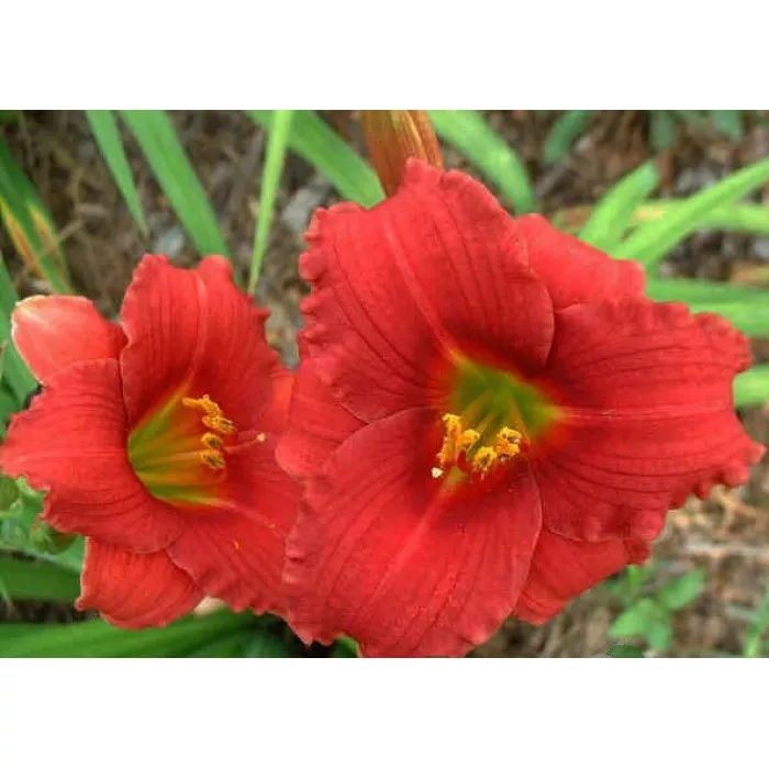 Лилейник Силоам Ред Той v2 Lav 