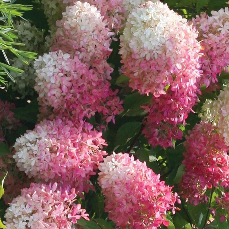 Гортензия метельчатая Тач оф Пинк v3 Lav 