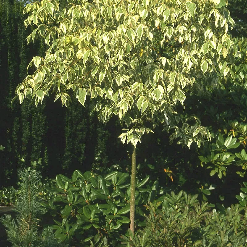 Клен ясенелистный "Элеганс" 