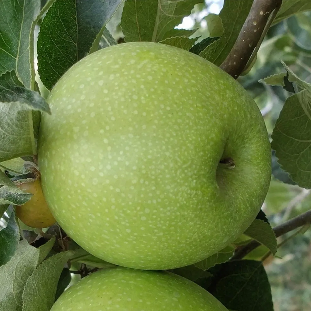 Яблоня колоновидная Лукомор v7 60-80 Tim