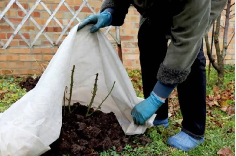 Продолжайте раскрытие роз 