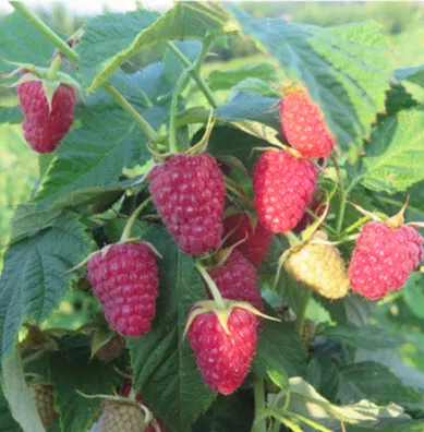 Малина ремонтантная Карамелька С2 ЦО 