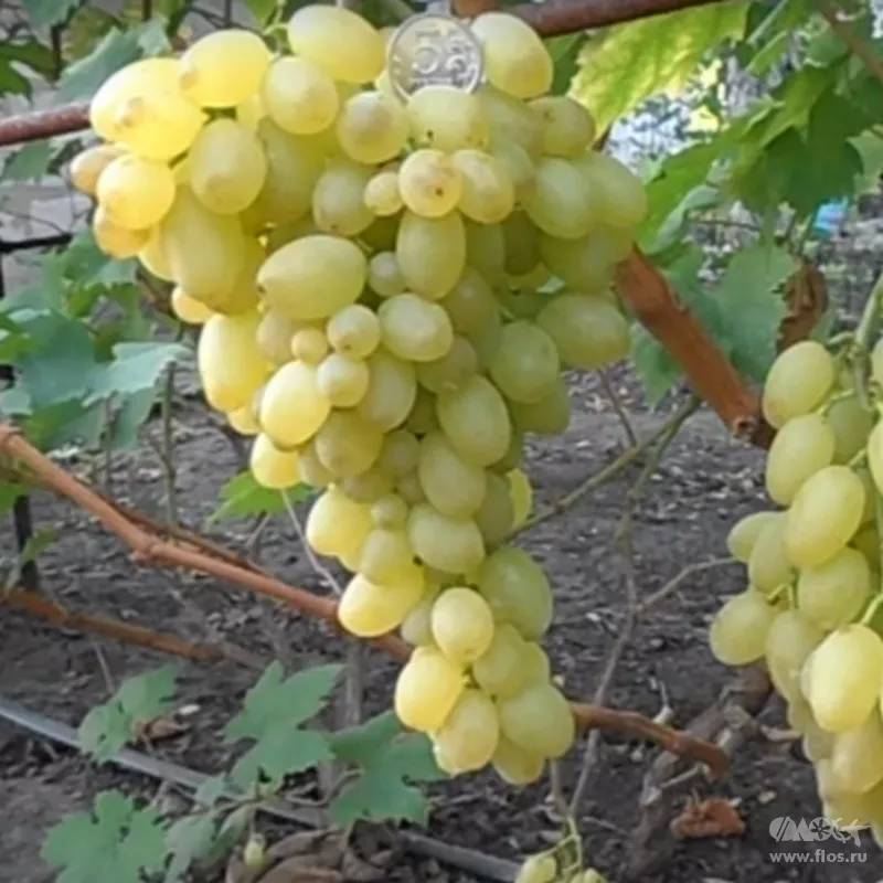 Виноград плодовый Новое столетие, желтый v5 Tim 