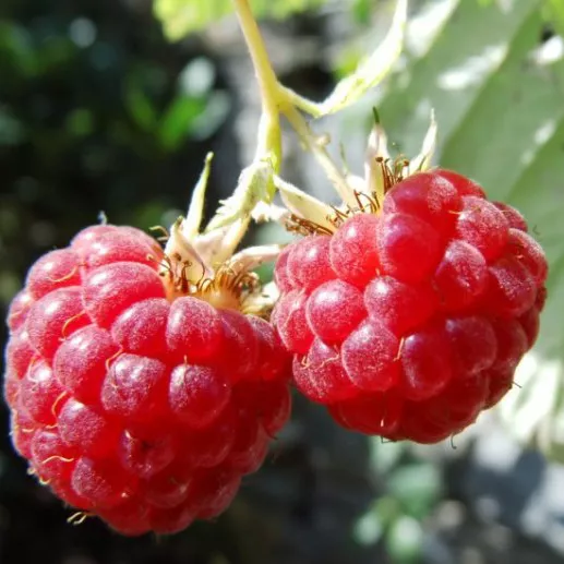 Малина Микер красная v2 Tim 