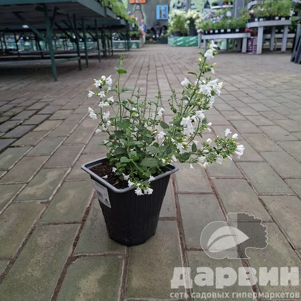 Душевик котовниковый Марвелетт Уайт v2 Tim 