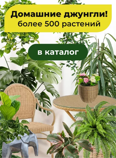 Комнатные цветы - создайте городские джунгли!