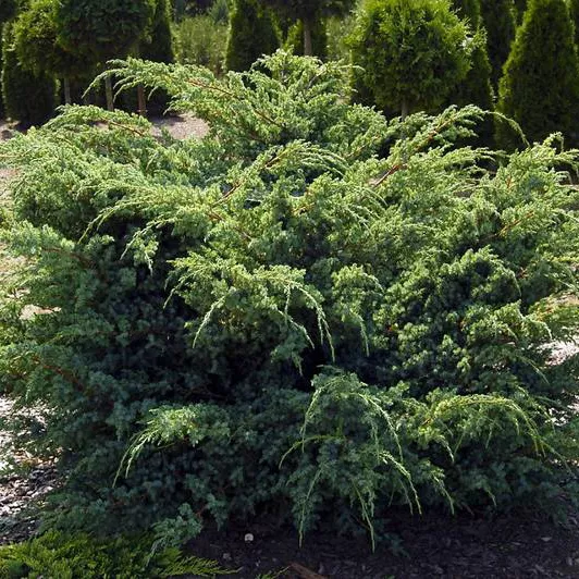 Растение можжевельник чешуйчатый Хуннеторп с20, 80-100см 