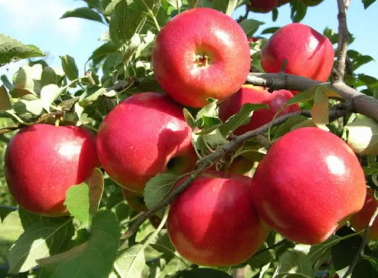 Яблоня Услада v4-5л ХР 