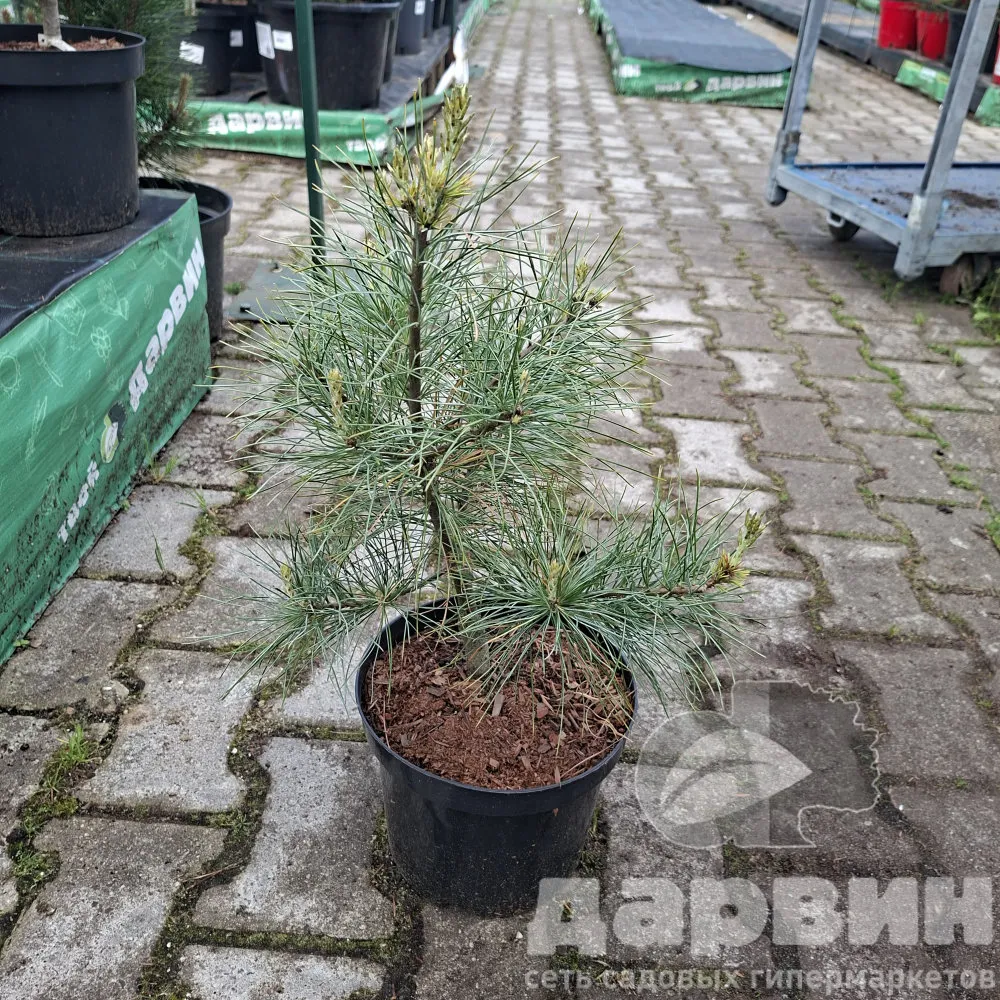 Сосна веймутова Блю Кловерс 30-40 cm cont. 4,0L Mt 
