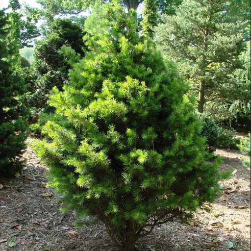 Кедр ливанский Комте де Дижон v5 h60-80 Mt 