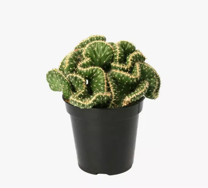 Кактус Кристата d8 h15 