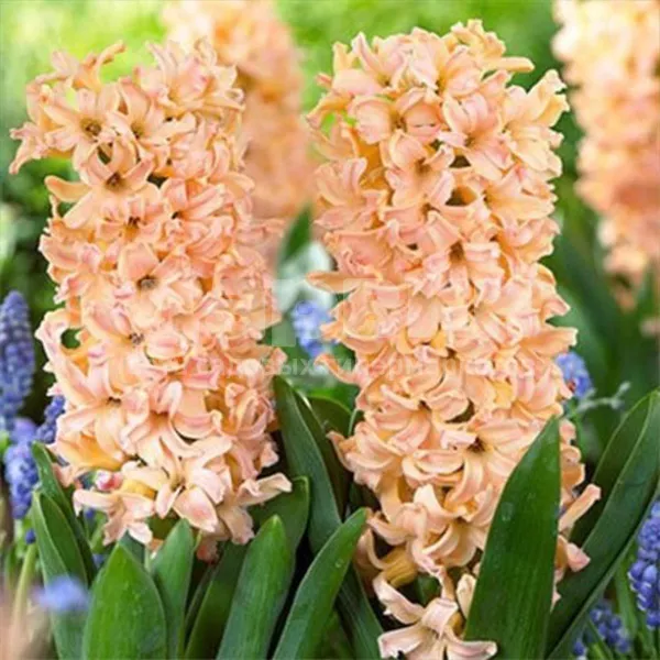 Луковица Гиацинт Одиссеус 3 шт/уп, 15/16 