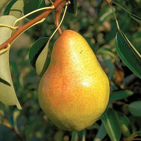 Груша Прибалтийская маслянистая 80-100 Tim 