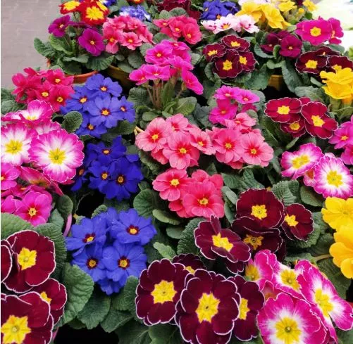 Примула в ассортименте d10 ЕГ 