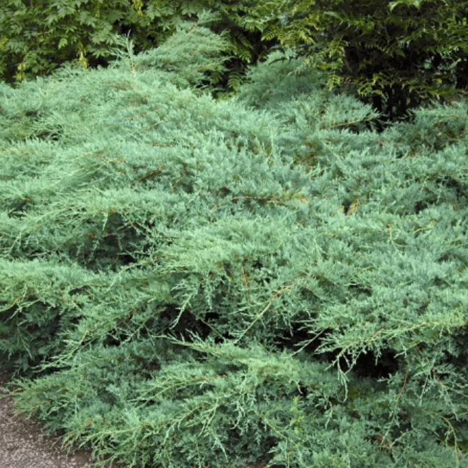 Можжевельник виргинский Грей Оул v5 Lav 