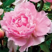 Пион травянистый Аннемик (в тубе) 