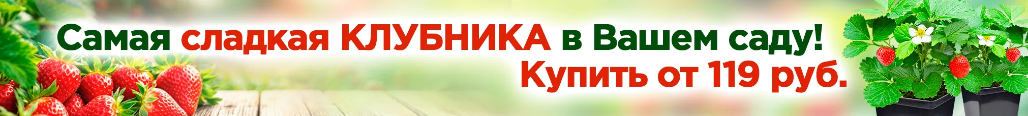 Рассада клубники от 119 руб