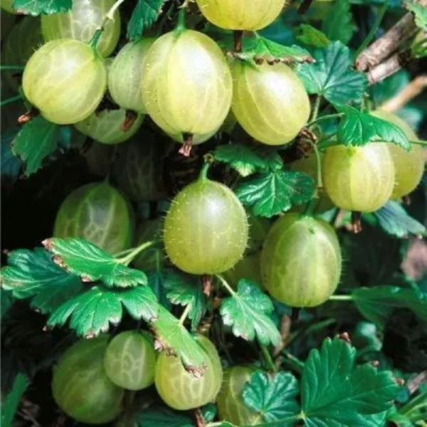 Крыжовник Хинномеки Грин, зеленый Р11 