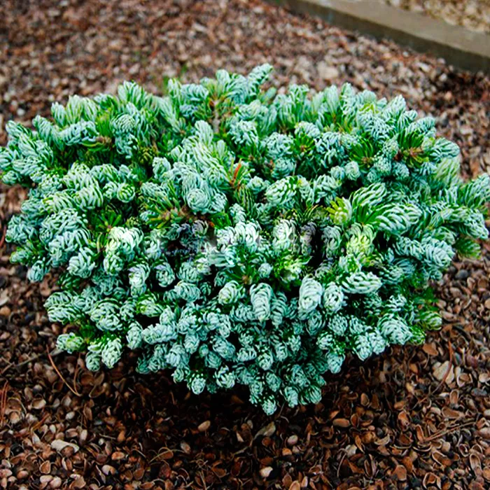 Растение пихта корейская Kohouts icebreak st 40 Ь15/20, C8 Ks 