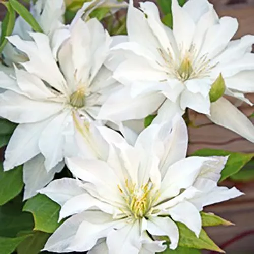 Клематис Ферст Лайт v2 Cl 