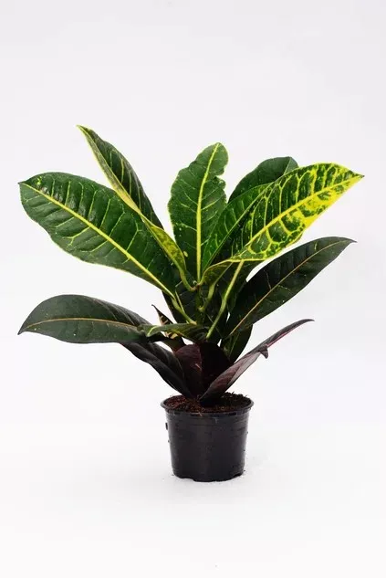 Кодиеум микс d10 ЯР 