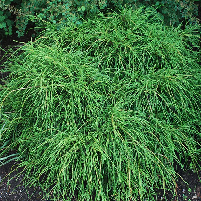 Растение кипарисовик горохоплодный Filifera Nana C2/3 20-40 Bor 2017 