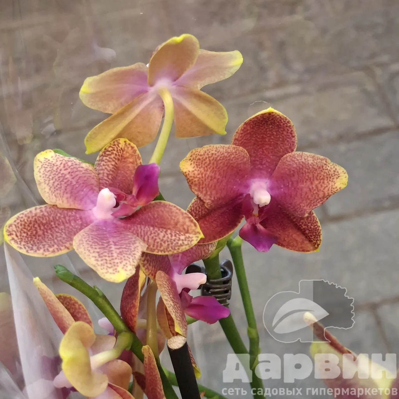 Фаленопсис 2ст Парфюм Болгари d12 h50 