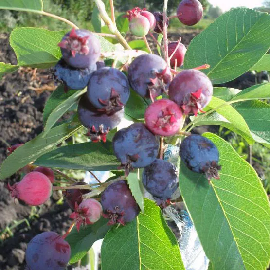 Ирга ольхолистная Слейт, v2 CL 