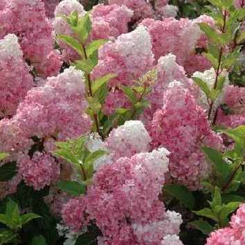 Гортензия метельчатая Самарская Лидия 2л ХР 