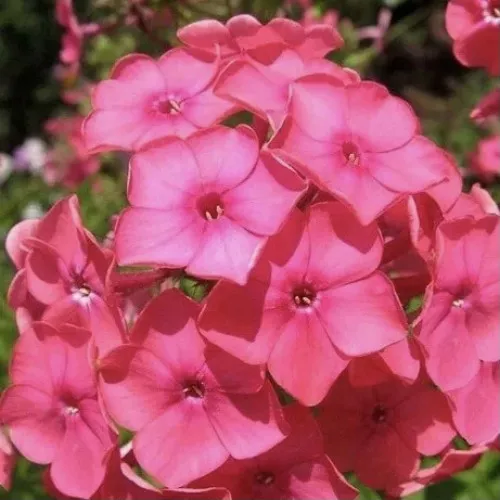 Флокс Пинк Атракшион v2 Tim 