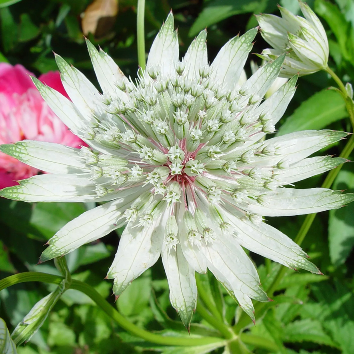 Корневище Астранция белая, 1шт/уп 