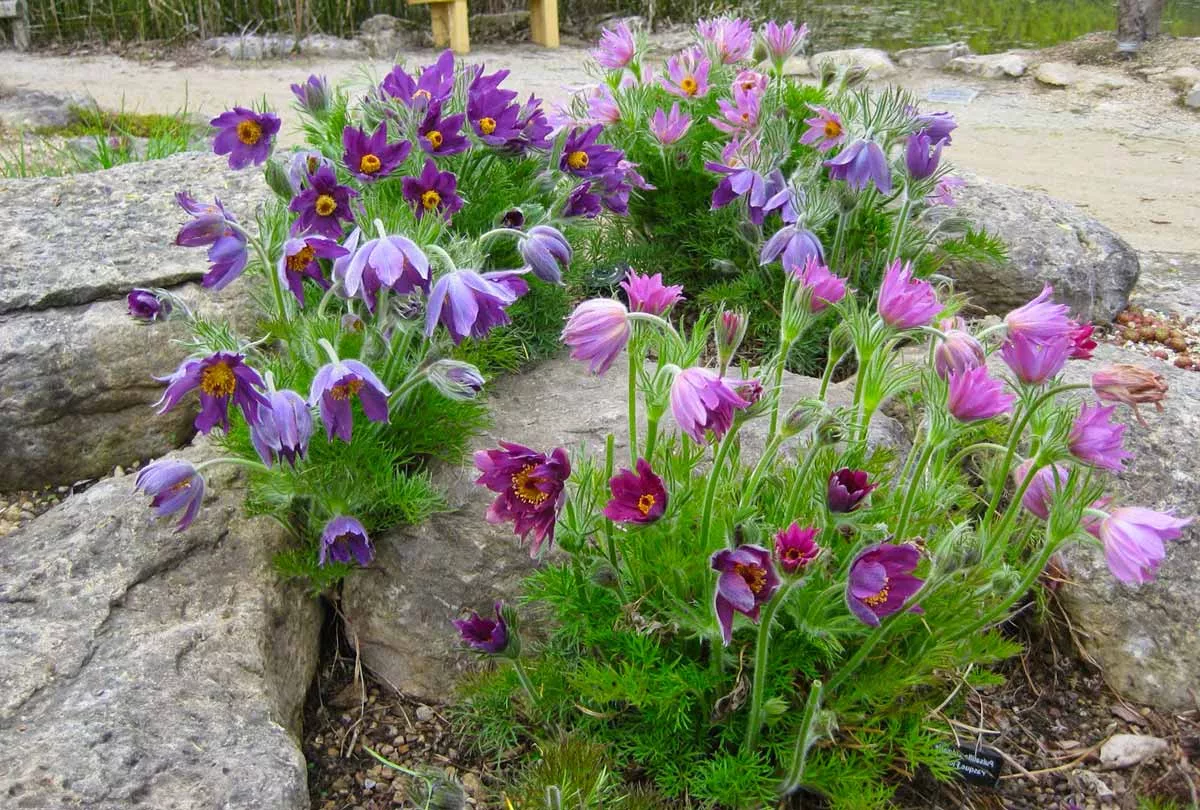 Прострел обыкновенный Пинвил микс d12 ХР 