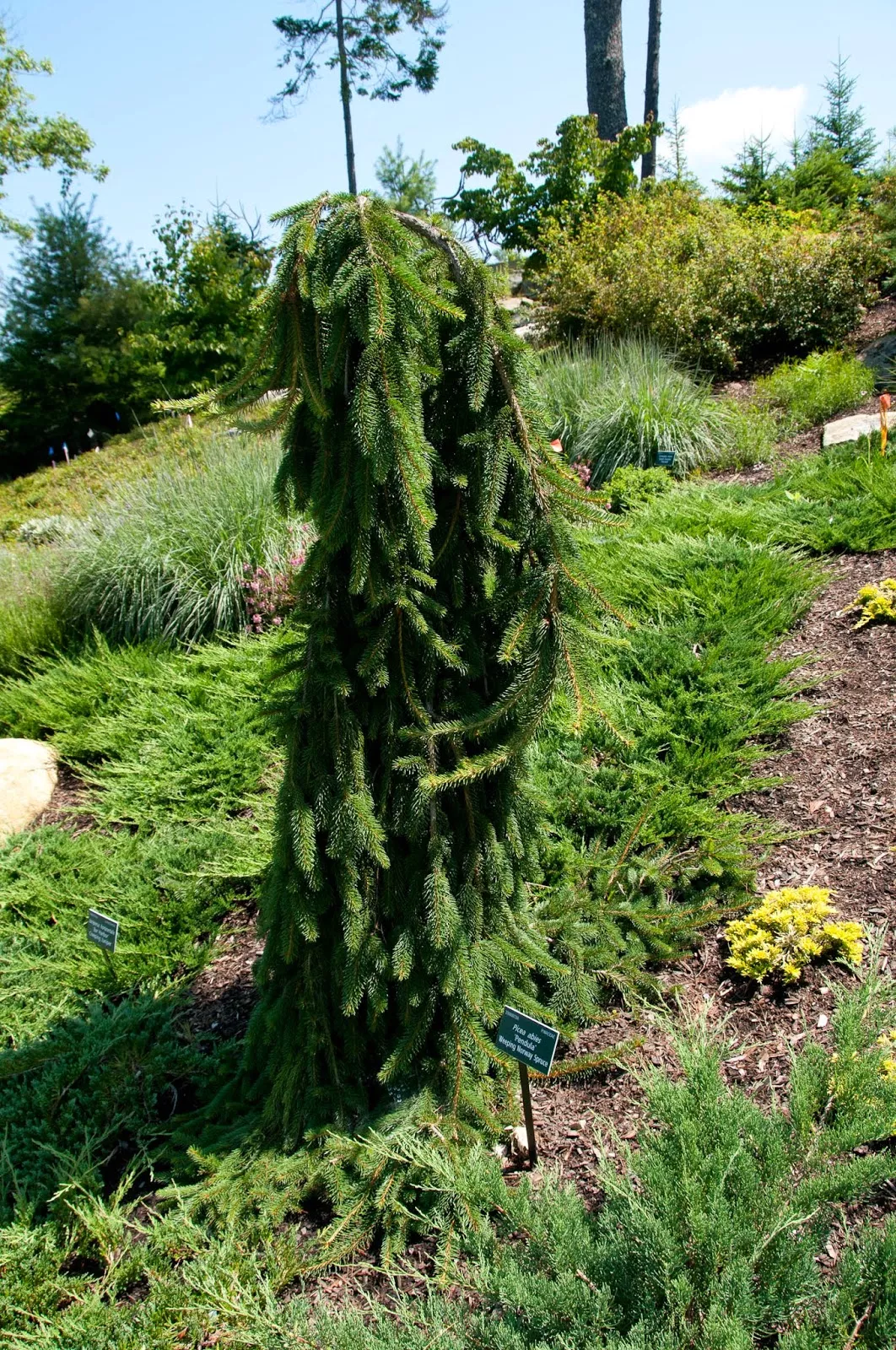 Ель обыкновенная Богемика пендула v25 Lav 