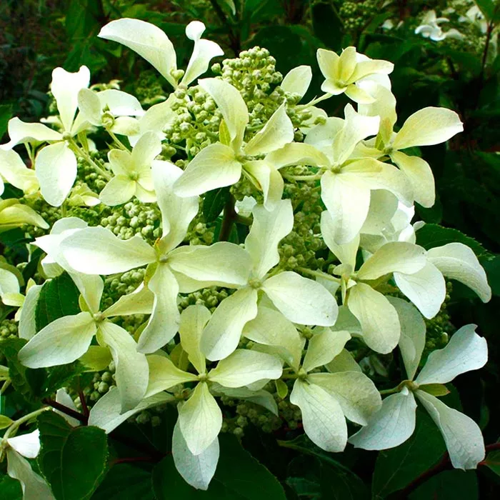 Гортензия метельчатая Грейт стар с5/60-80 UL 