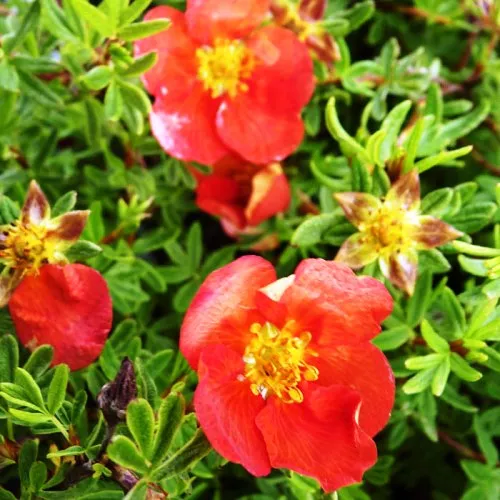 Лапчатка Ред Айс с2-с3 Nik 