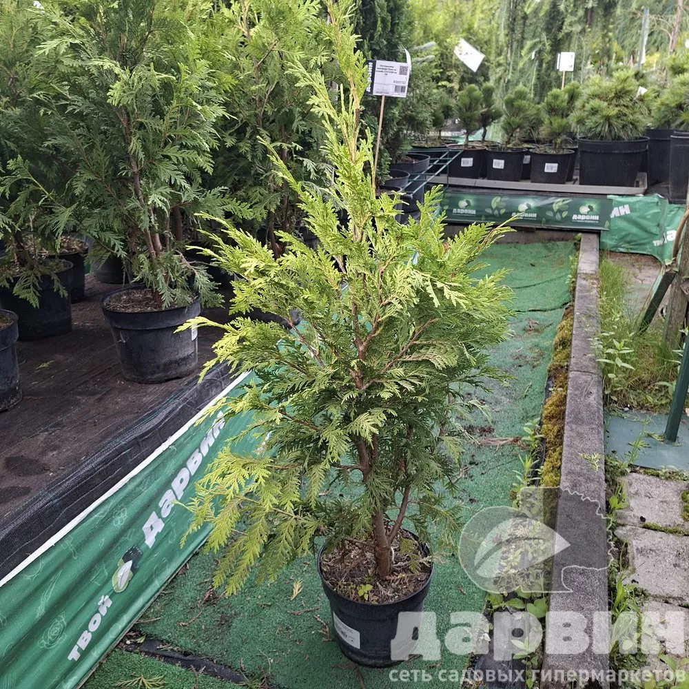 Туя западная Вареана Лютесценс C3 60-80 Bor  