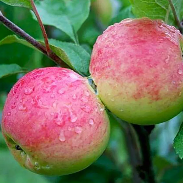 Яблоня Мантет v7/10 120-140 Tim 