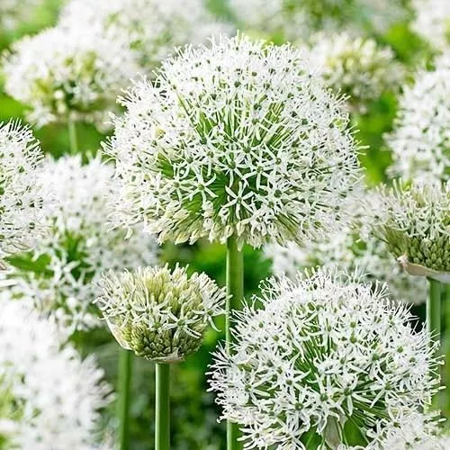 Корневище Синеголовник Вайт Гиант, 1 шт/уп 