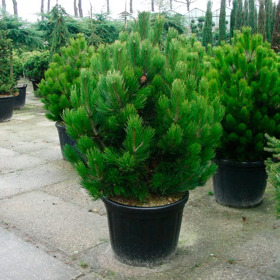 Сосна Гельдрейха Компакт Джем v15 40-50 Tw 