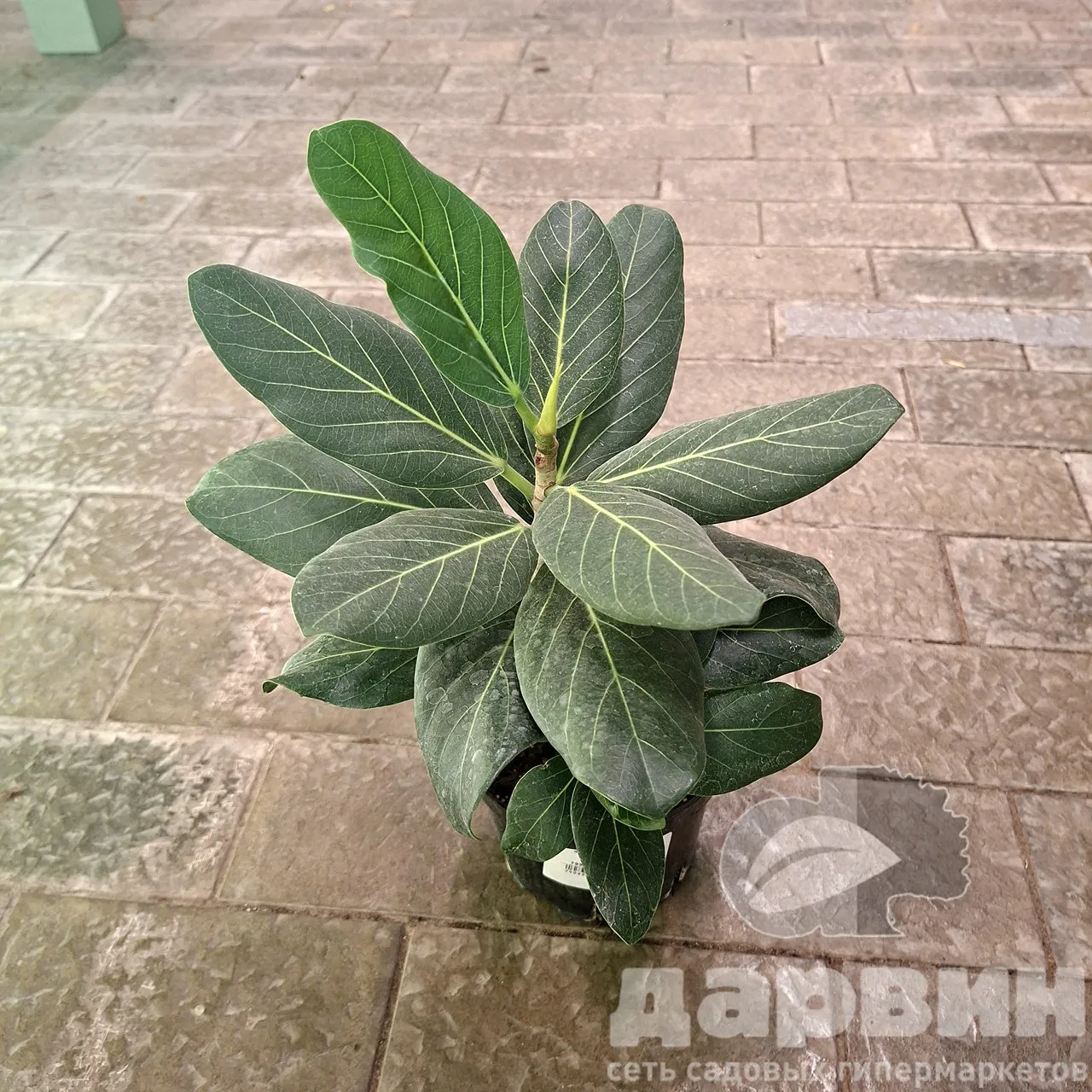 Фикус бенгальский Одри d12 Tim 